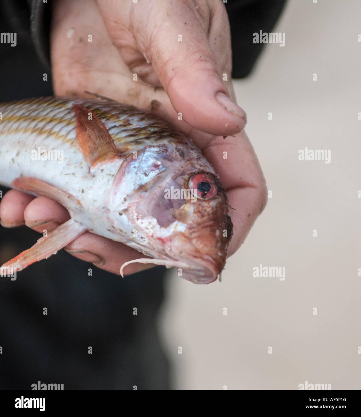 Fisch im Netz und die Fischerei, Stockfoto