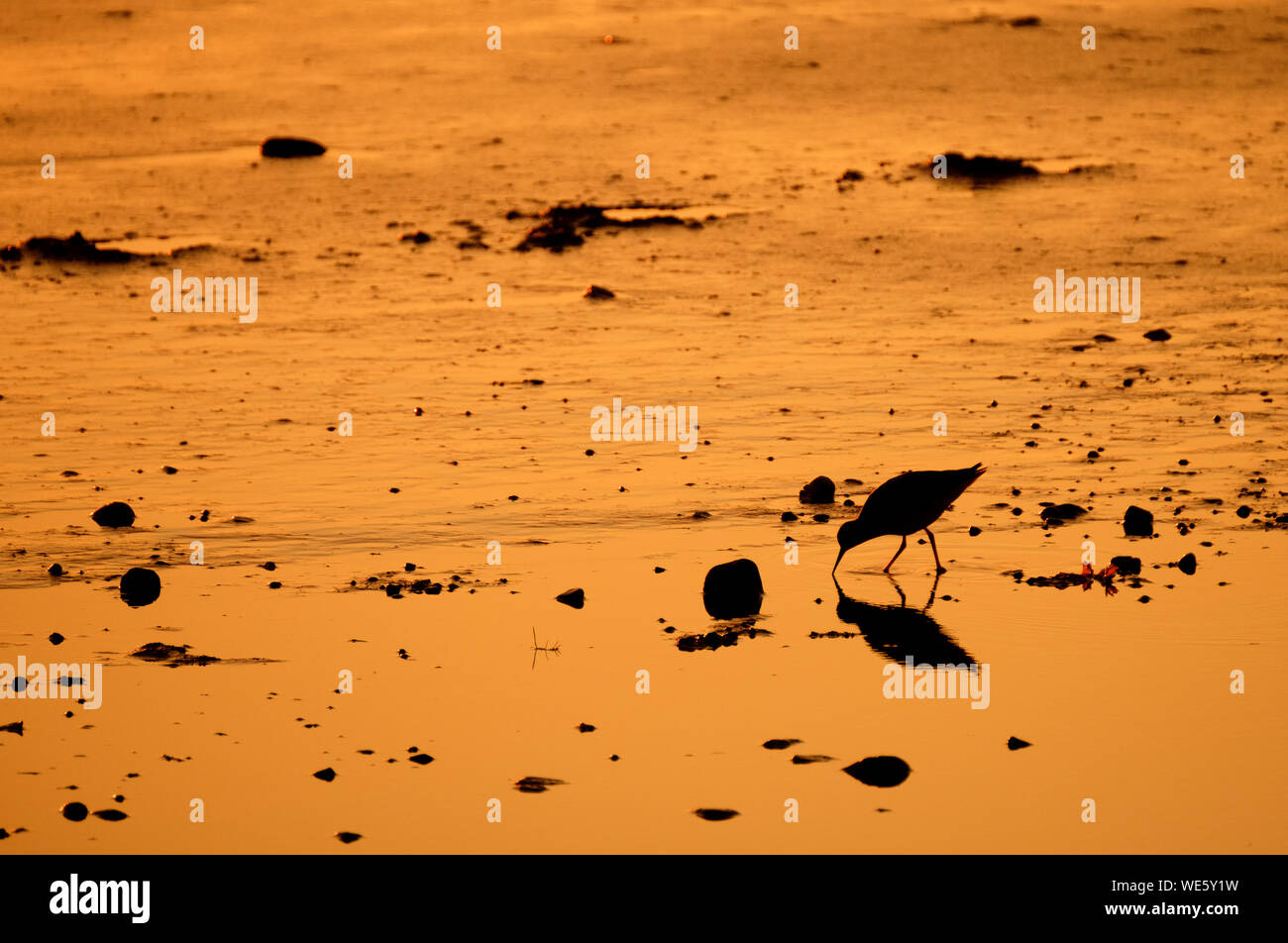 Schwarze silhouette Vogel rotschenkel Tringa totanus im schönen Abendlicht mit Reflexion, Island Stockfoto