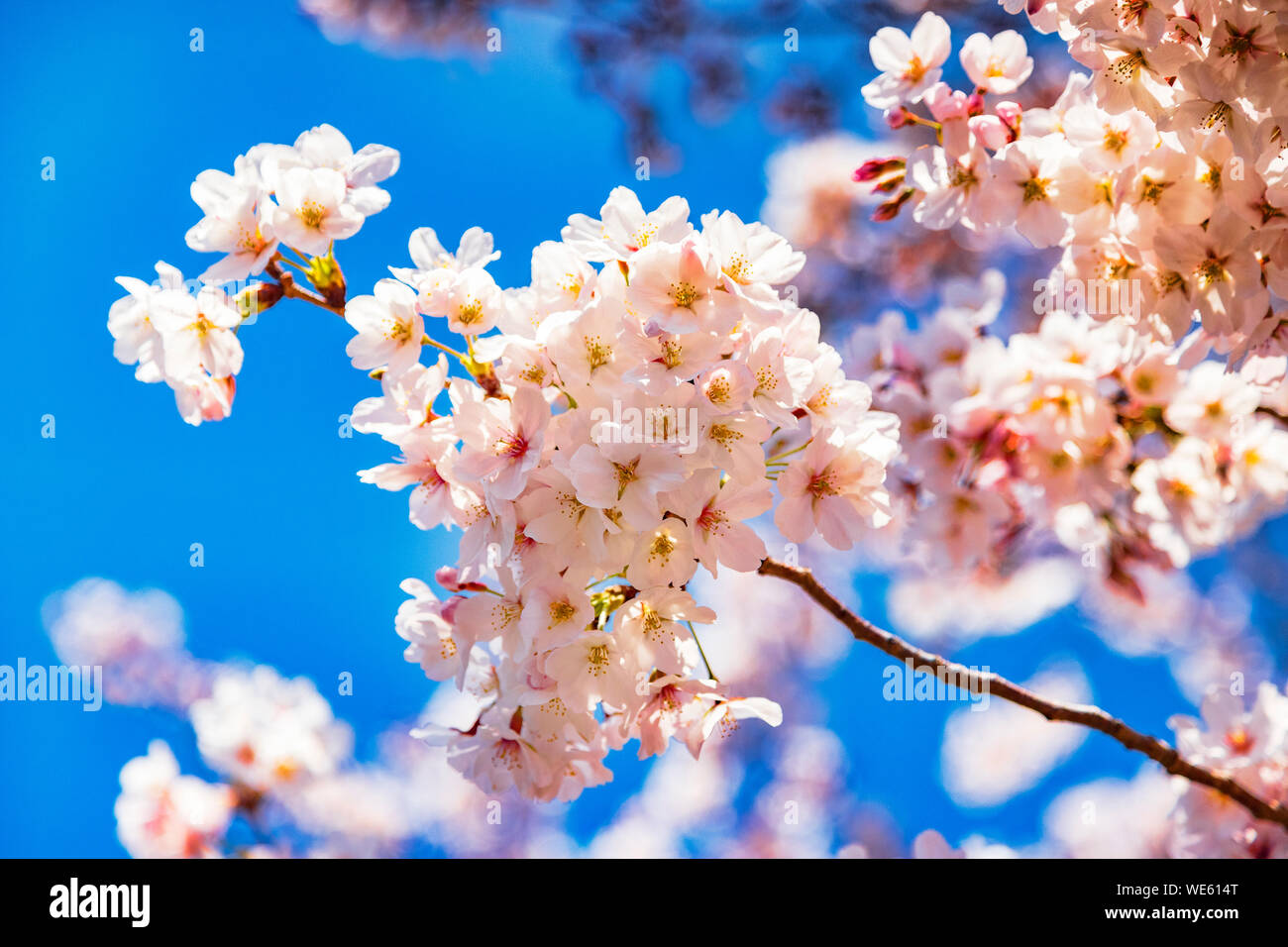 Nahaufnahme von Kirschblüte in voller Blüte vor blauem Himmel, Japan. Stockfoto