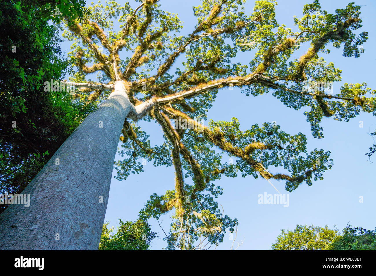 Silk Cotton Tree (ceiba pentandra) Baldachin, Nationalpark Tikal, Guatemala Stockfoto