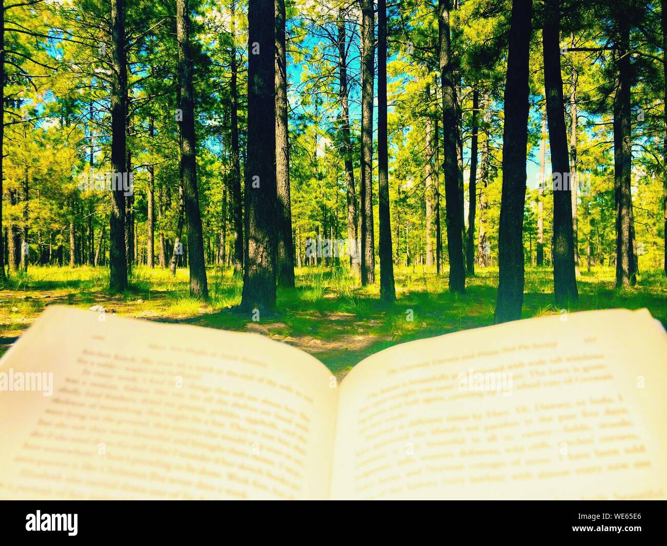 Offenes Buch gegen Bäume im Wald Stockfoto