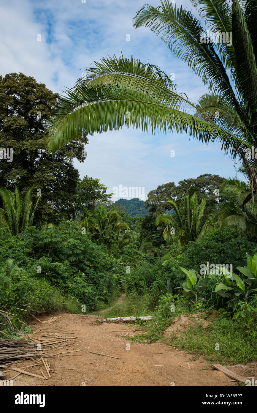 Pfad/Anschluss durch den tropischen Regenwald in westlichen Belize, Mittelamerika Stockfoto