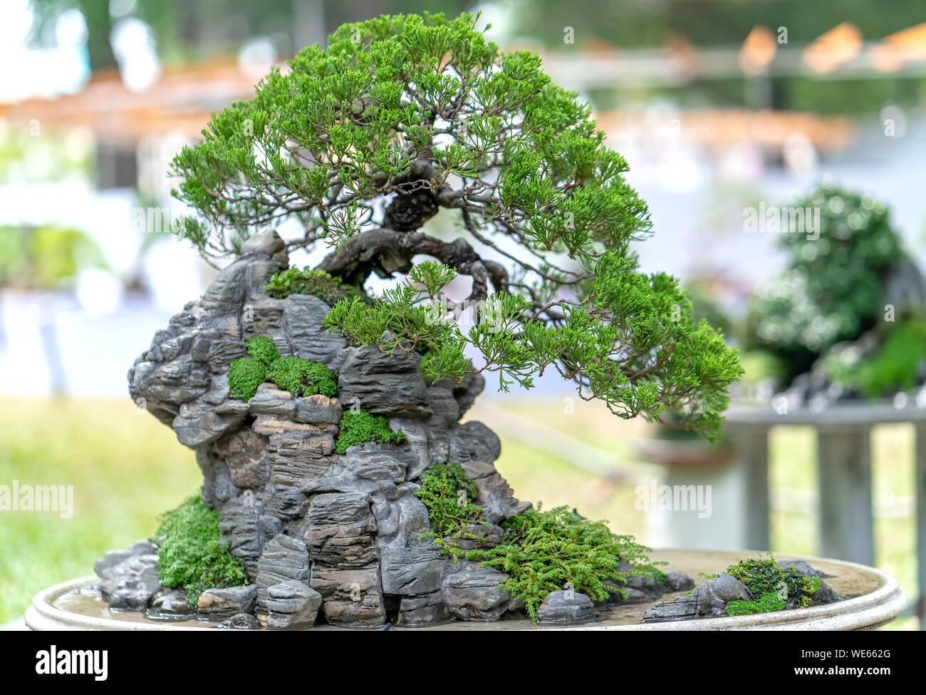 Bonsai und Penjing mit Miniatur in einem Fach wie im menschlichen Leben zu sagen muss stark steigen werden, Geduld überwinden alle Herausforderungen gut und sinnvoll zu leben Stockfoto