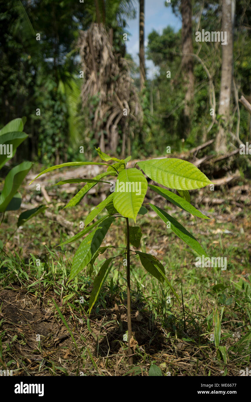 Kakao (Theobroma cacao) Sämling wächst im Unterwuchs eines feuchten tropischen Regenwald im westlichen Belize Stockfoto