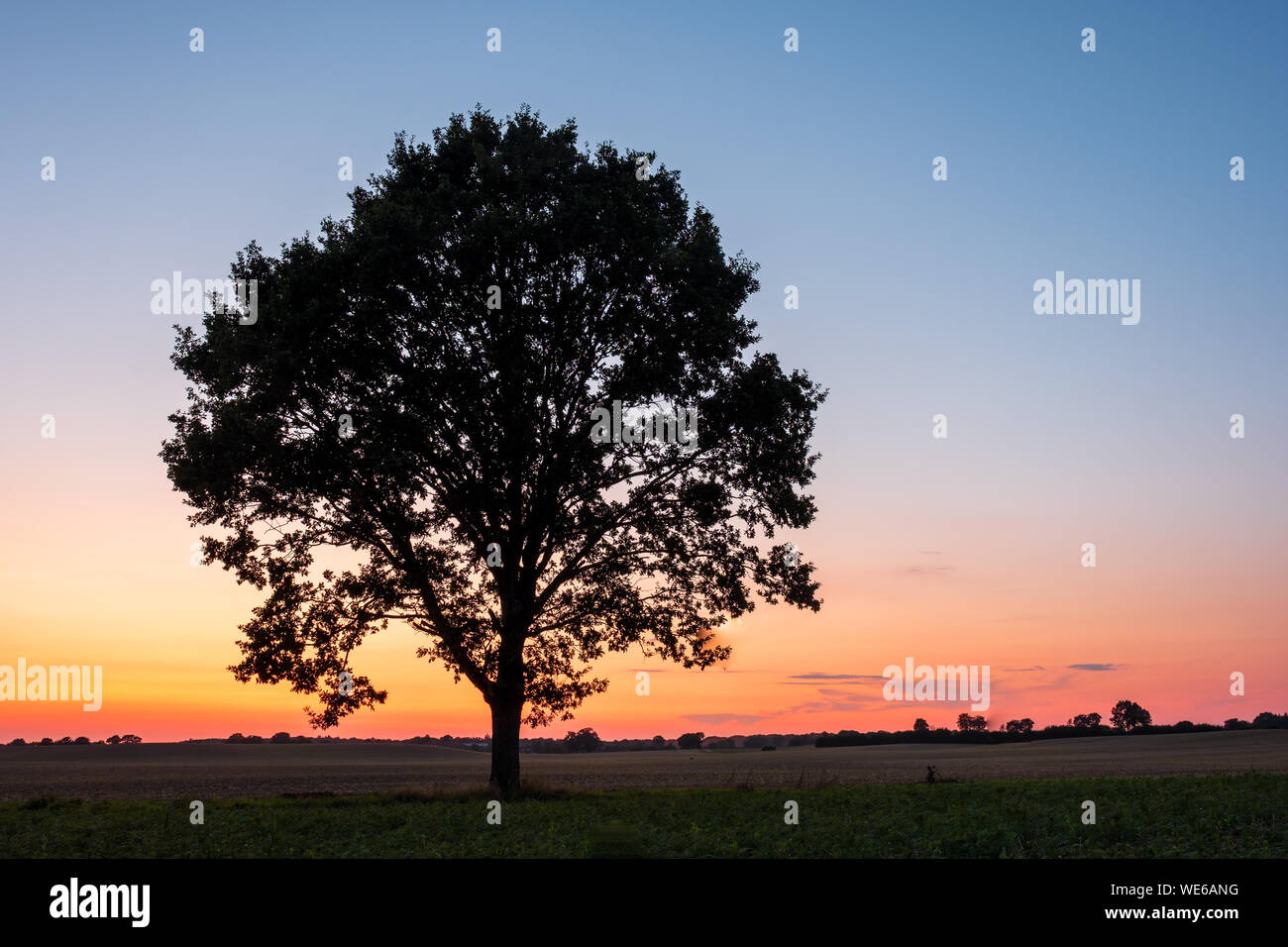 Silhouette von einzelnen Baum auf einem Feld vor klaren Himmel bei Sonnenuntergang, Schleswig-Holstein Stockfoto