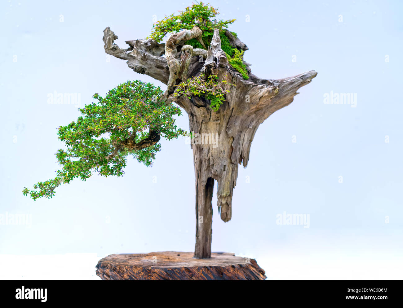 Bonsai Bume steigen aus den getrockneten Holz Kunstwerke in Zierpflanzen  zu erstellen Stockfotografie - Alamy