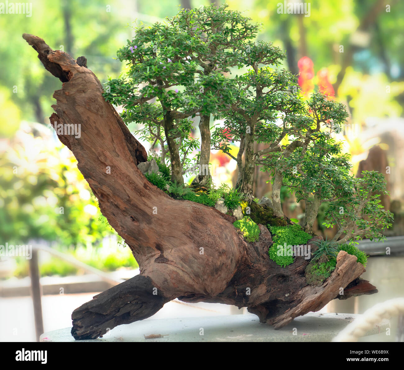 Toter bonsai -Fotos und -Bildmaterial in hoher Auflsung  Alamy