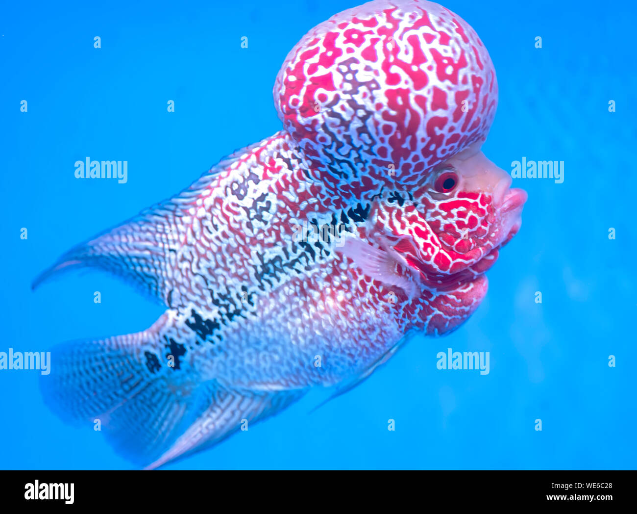 Flowerhorn Cichliden bunte Fische schwimmen im Aquarium. Dies ist ein Zierfische, die das Glück des Feng Shui im Haus symbolisiert Stockfoto
