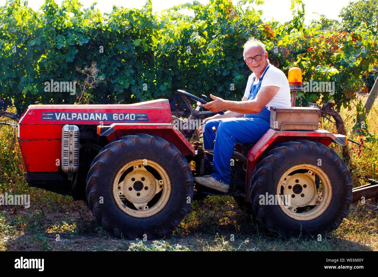 Arbeitnehmer in Vendemmia - Weinlese im Weinberg in Süd Italien, Apulien Stockfoto