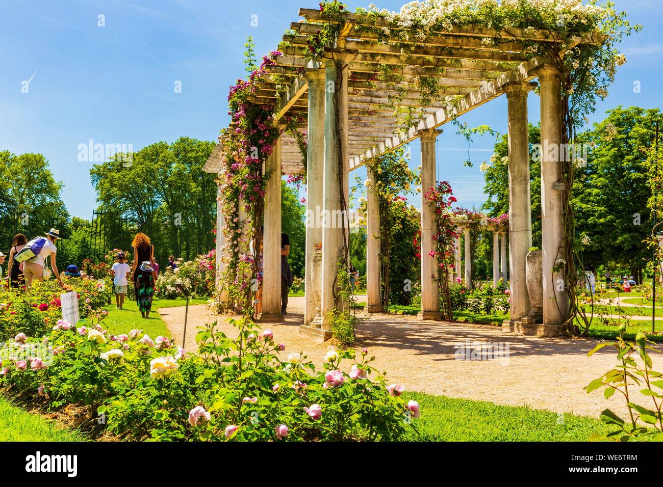 Frankreich, Rhone, Lyon, Park von La Tête d'Or, die Roseraie Internationale Stockfoto