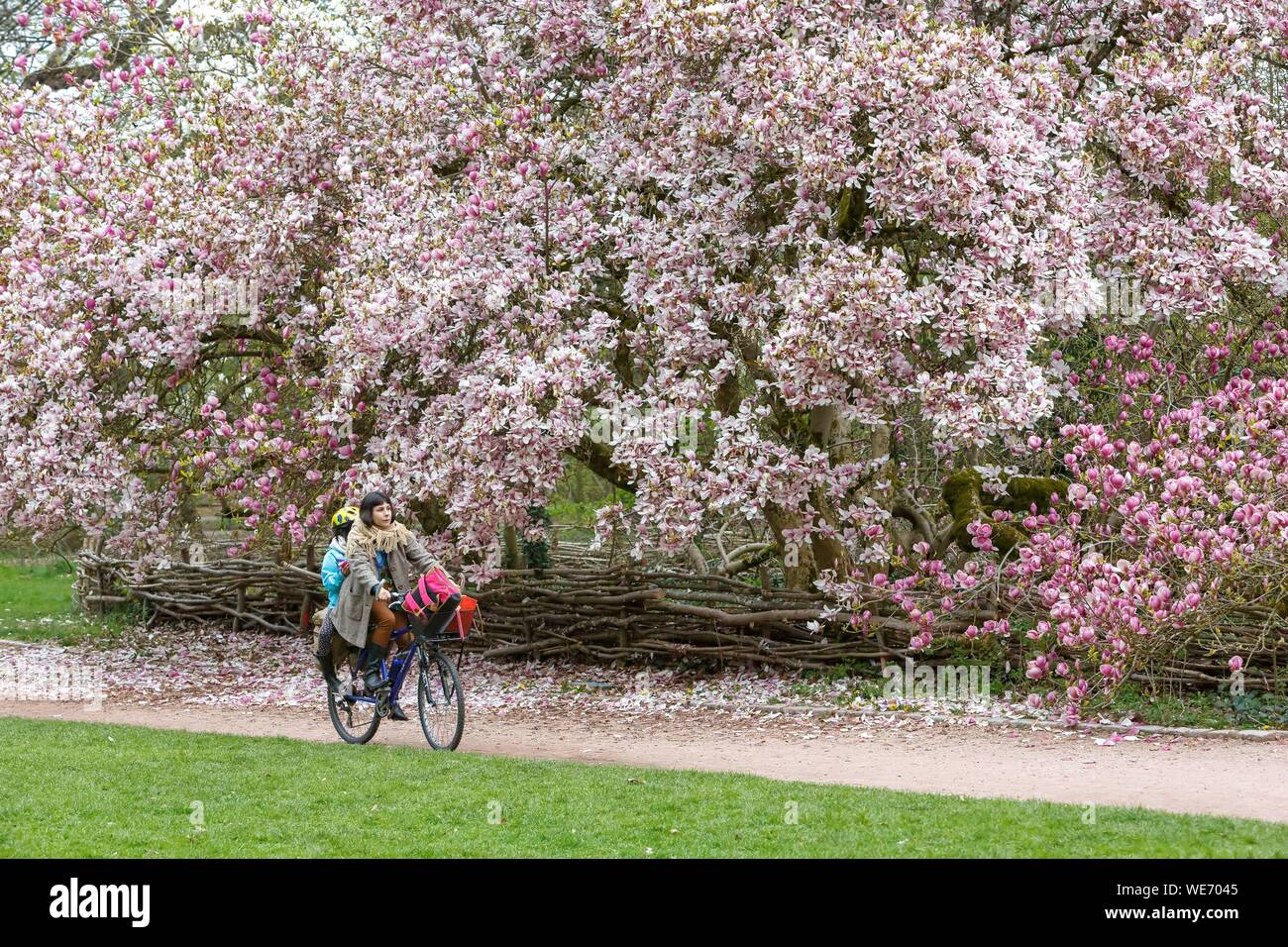 Frankreich, Meurthe et Moselle, Nancy, Parc Saint Marie, ein öffentlicher Garten, Magnolia von Soulange gepflanzt 1909 abelled bemerkenswerte Baum seit 2014 Stockfoto