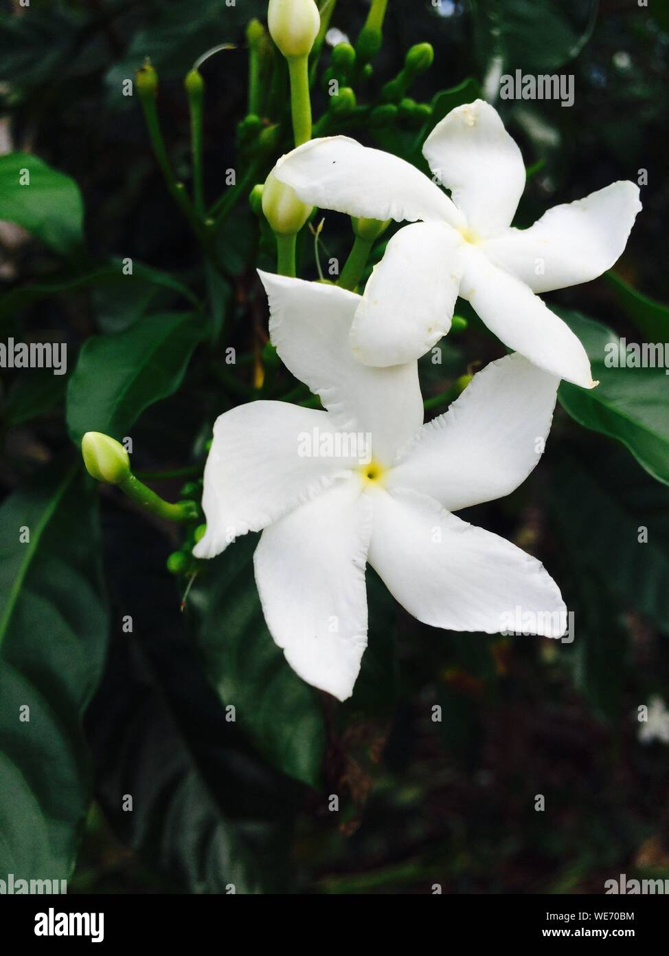Nahaufnahme von weißen Blumen Stockfoto