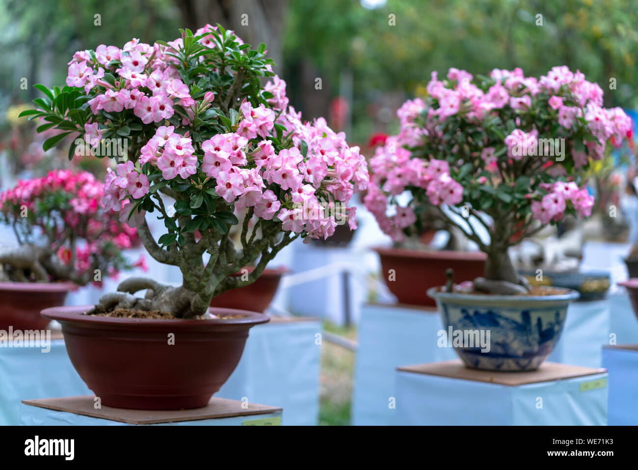 Tropische frangipani Bonsai Baum Blumen blhen im Garten Geschmack glnzen,  wenn der Frhling kommt Stockfotografie - Alamy