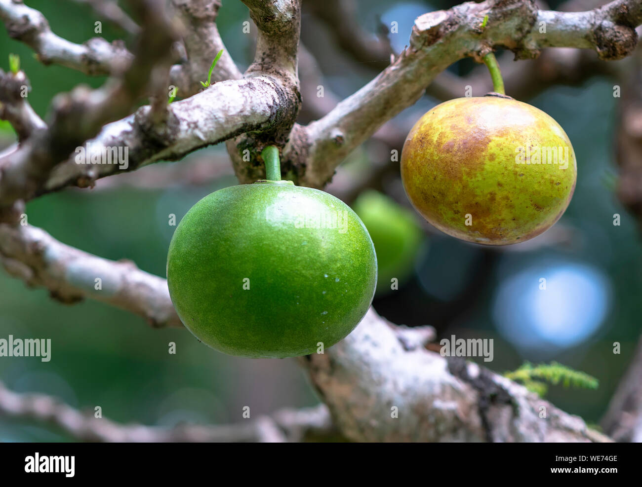 Crescentia Cujete auf Bonsai Baum im Frhling Garten. Diese Frucht ist wie  ein grner Haut Grapefruit mit heilenden Wirkungen auf den Menschen  Stockfotografie - Alamy