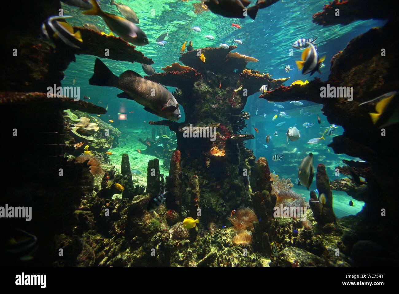 Frankreich, Pas de Calais, Boulogne-sur-Mer, Nausicaa Aquarium, nationales Zentrum des Meeres Stockfoto