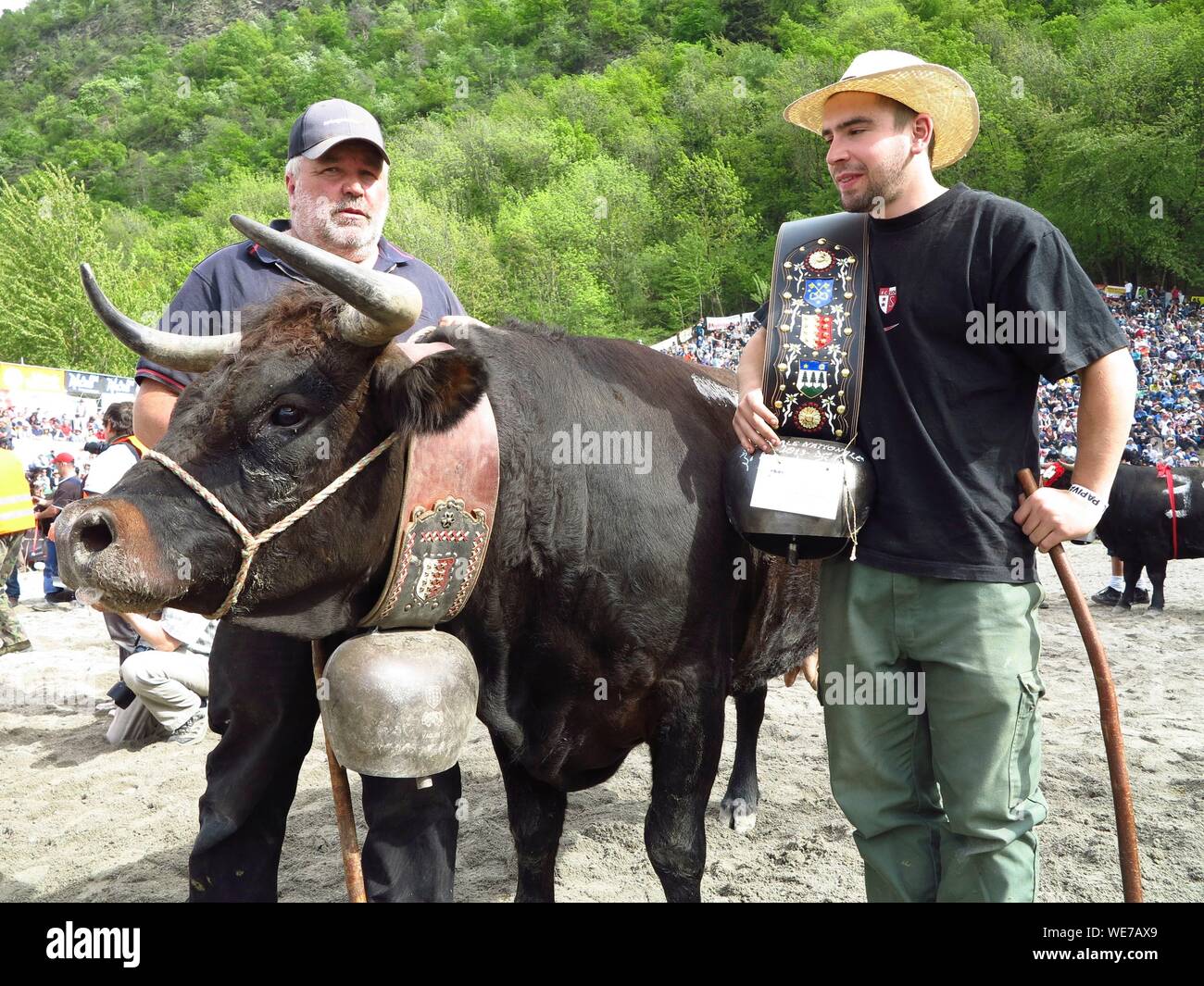 Schweiz, Wallis, Stadt Sion, jährliche Rennen Herens Kühe kämpft die Königinnen zu zeigen Stockfoto