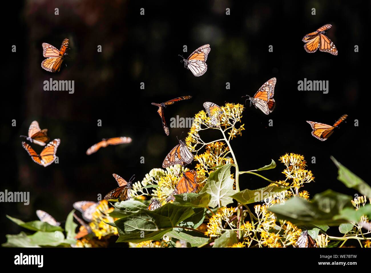 Mexiko, Michoacán, Angangueo, UNESCO-Weltkulturerbe, Monarch Butterfly Biosphärenreservat, El Rosario, monarchfalter (danaus Plexippus) Stockfoto