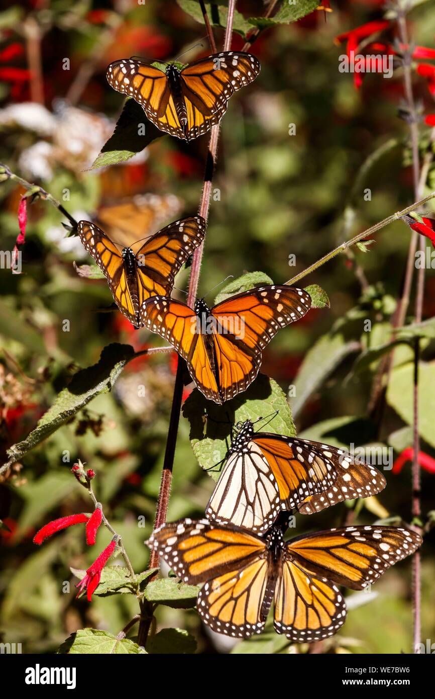Mexiko, Michoacán, Angangueo, UNESCO-Weltkulturerbe, Monarch Butterfly Biosphärenreservat, El Rosario, monarchfalter (danaus Plexippus) Stockfoto