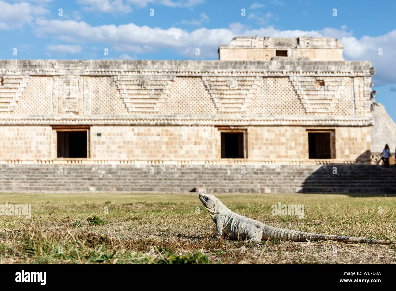 Mexiko, Yucatan, Uxmal, Iguana iguana Stockfoto