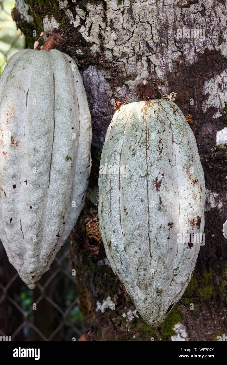 Mexiko, Chiapas, Las Nubes, Früchte auf einem Theobroma cacao Stockfoto