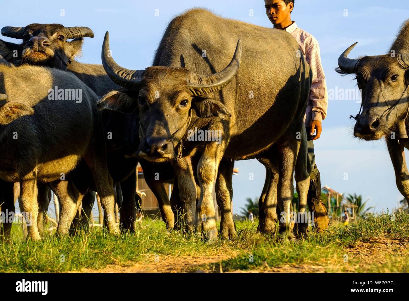 Kambodscha, Kompong Thom Provinz Kompong Thom oder Kampong Thom, Landwirt zurück von Feldern Stockfoto