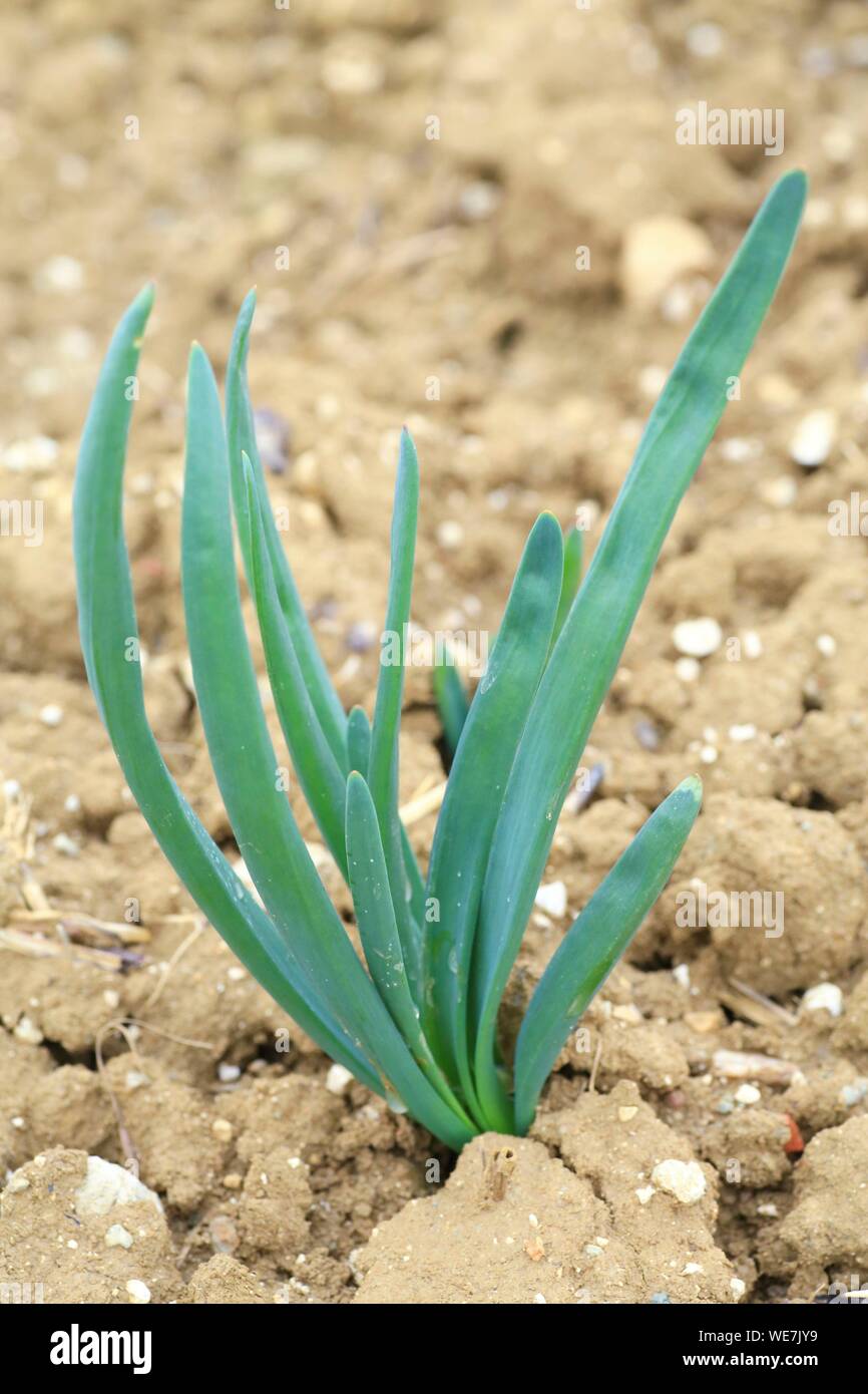 Frankreich, Tarn, Lautrec, rote Zwiebeln in einem Feld Stockfoto
