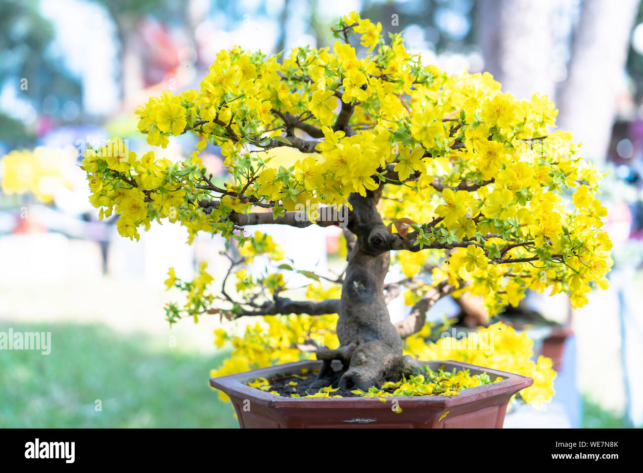 Aprikose Bonsai Baum blhen gelb blhende Zweige geschwungene schaffen  einzigartige Schnheit. Dies ist ein spezieller falschen Baum symbolisiert  Glck, Wohlstand Stockfotografie - Alamy