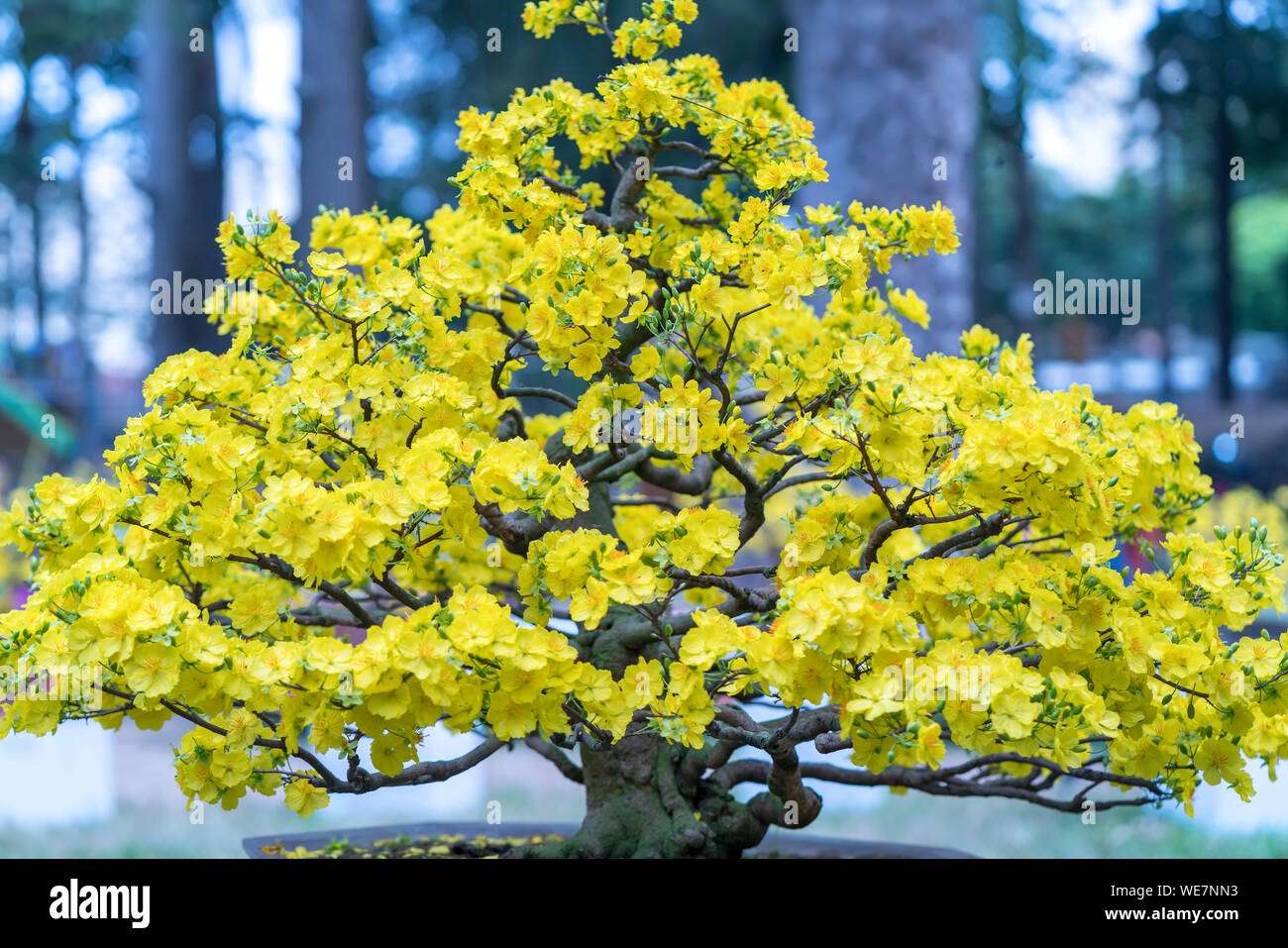 Aprikose Bonsai Baum blhen gelb blhende Zweige geschwungene schaffen  einzigartige Schnheit. Dies ist ein spezieller falschen Baum symbolisiert  Glck, Wohlstand Stockfotografie - Alamy