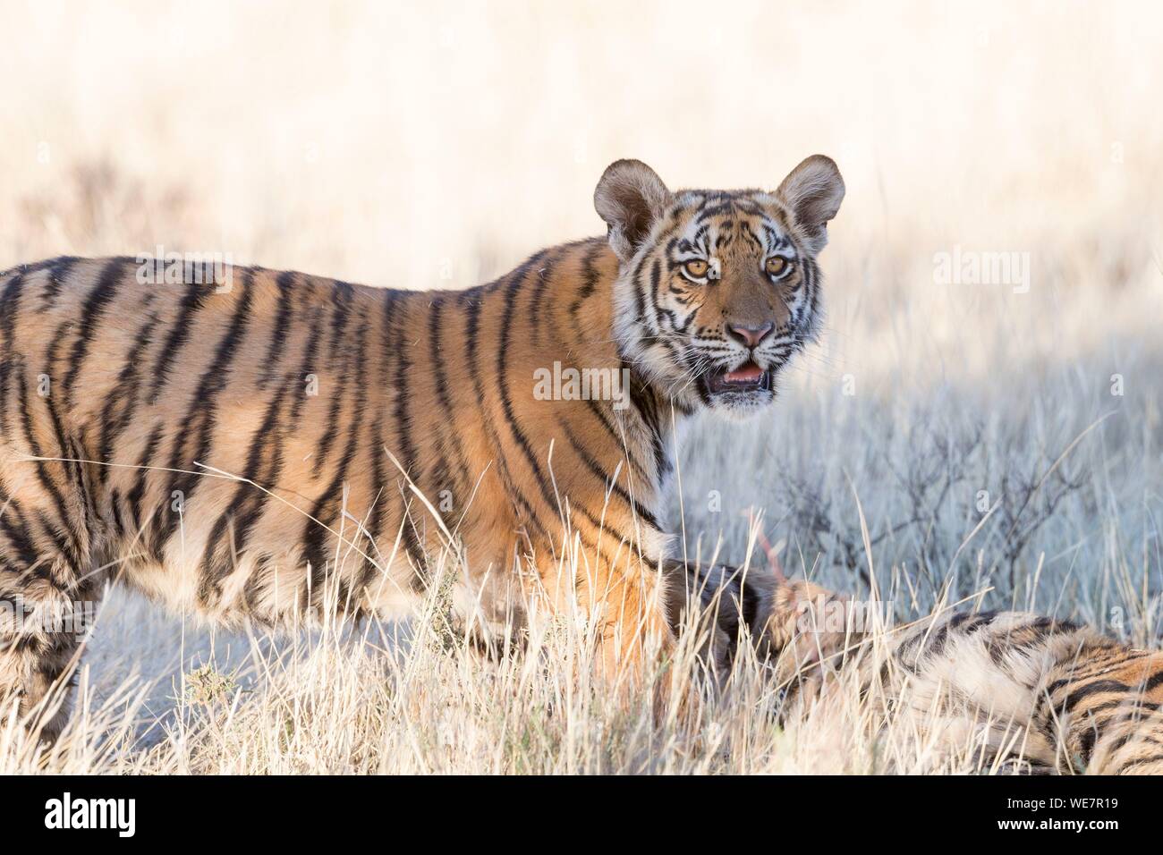 Südafrika, Private Reserve, Asiatische (Bengalen) Tiger (Panthera tigris tigris), Junge 6 Monate alt, ruhen Stockfoto