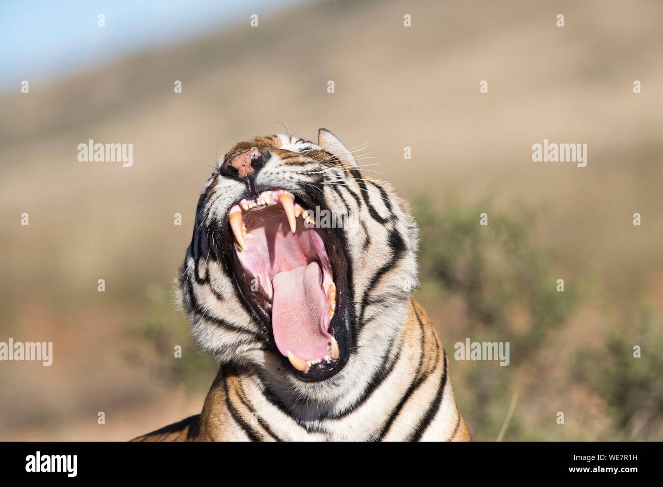 Südafrika, Private Reserve, Asiatische (Bengalen) Tiger (Panthera tigris tigris), Gähnen Stockfoto