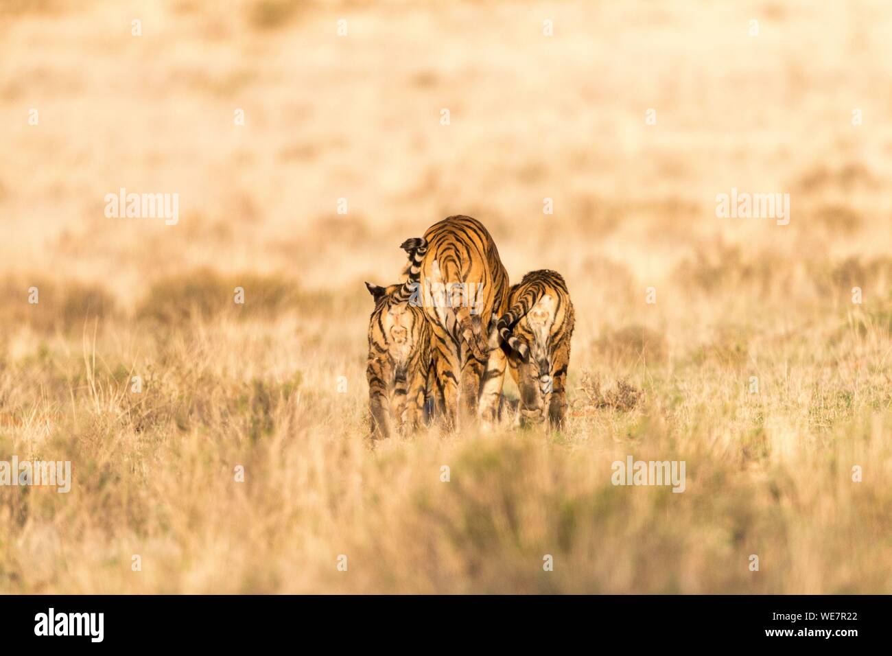 Südafrika, Private Reserve, Asiatische (Bengalen) Tiger (Panthera tigris tigris), Mutter zu Fuß mit Babys Stockfoto