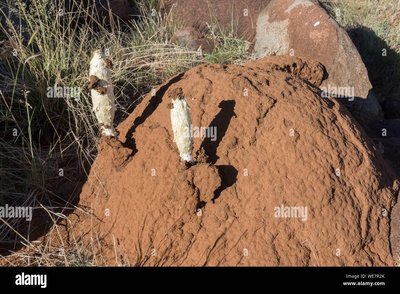 Südafrika, Obere Karoo, Landschaft der Savanne, Pilz in einem termit montieren Stockfoto