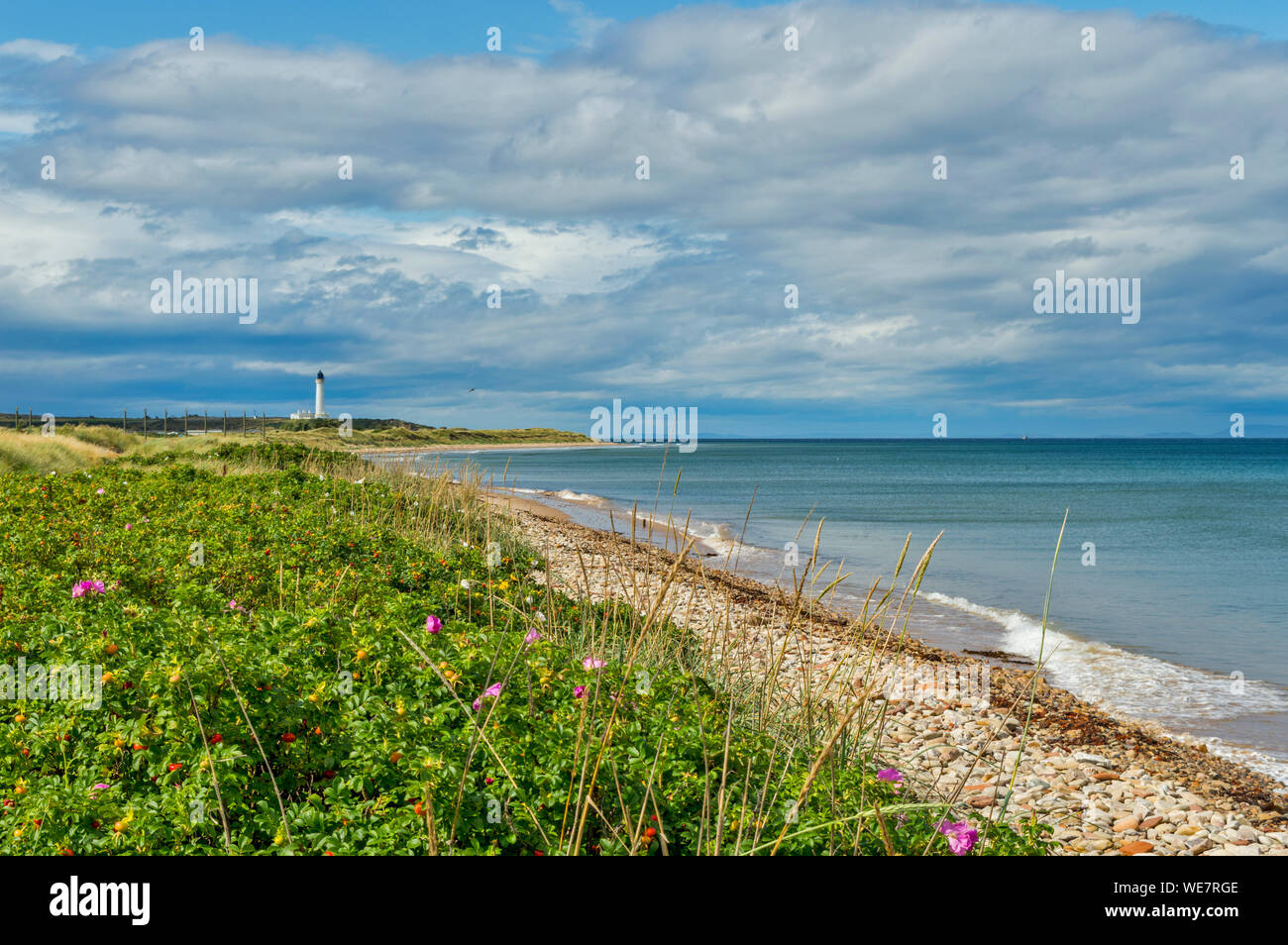 LOSSIEMOUTH Küste von Moray in Schottland STRAND ROSE ROSA RUGOSA AM STRAND VOR COVSEA LEUCHTTURM Stockfoto