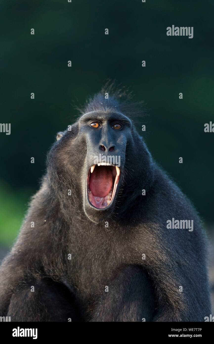 Indonesien, Celebes, Sulawesi, Tangkoko National Park, Celebes crested Macaque oder Crested schwarzen Makaken, Sulawesi crested Makaken, oder die schwarze Ape (Macaca nigra), erwachsenen männlichen Stockfoto