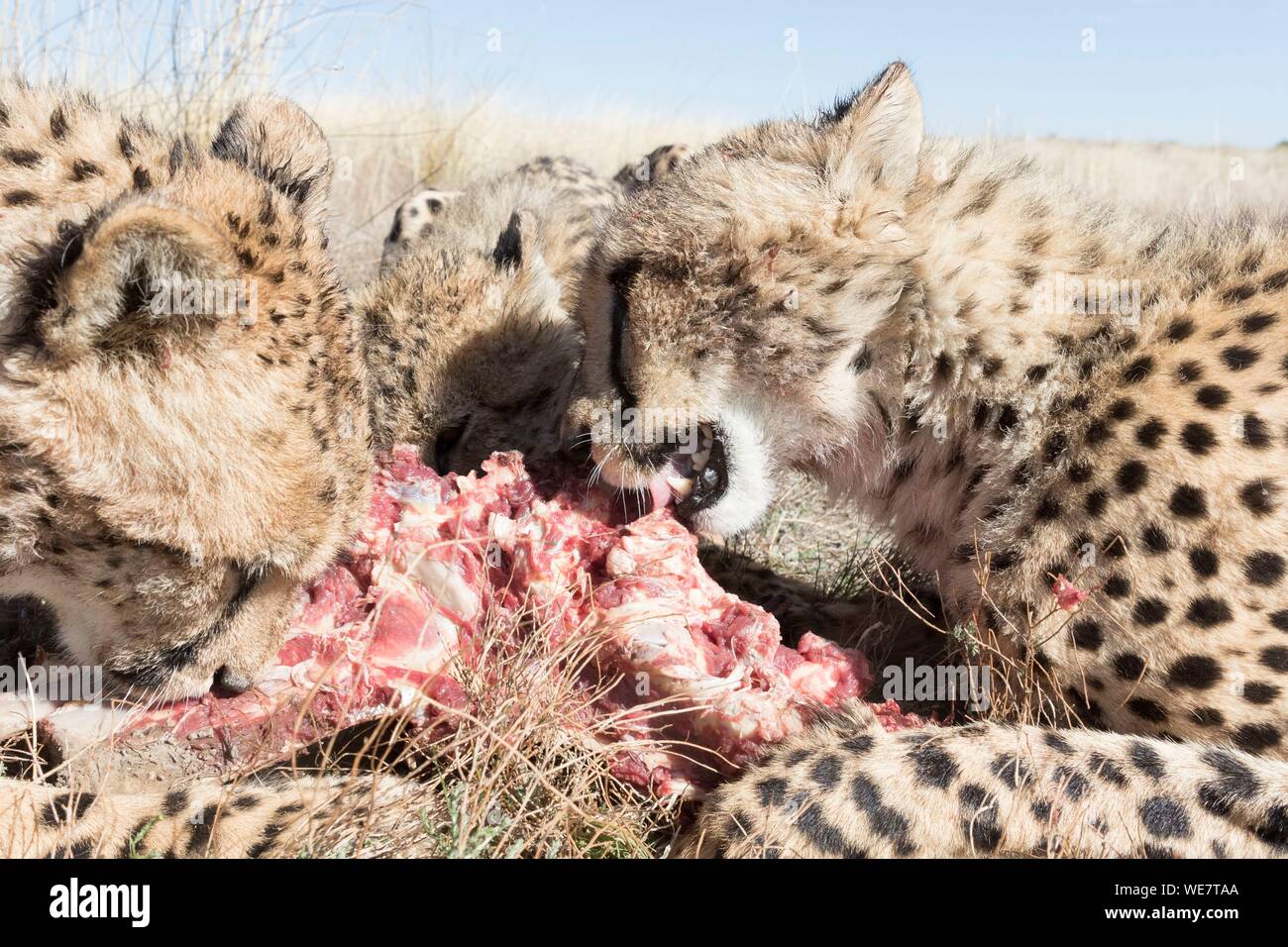 Südafrika, Private Reserve, Geparden (Acinonyx jubatus), Essen Stockfoto