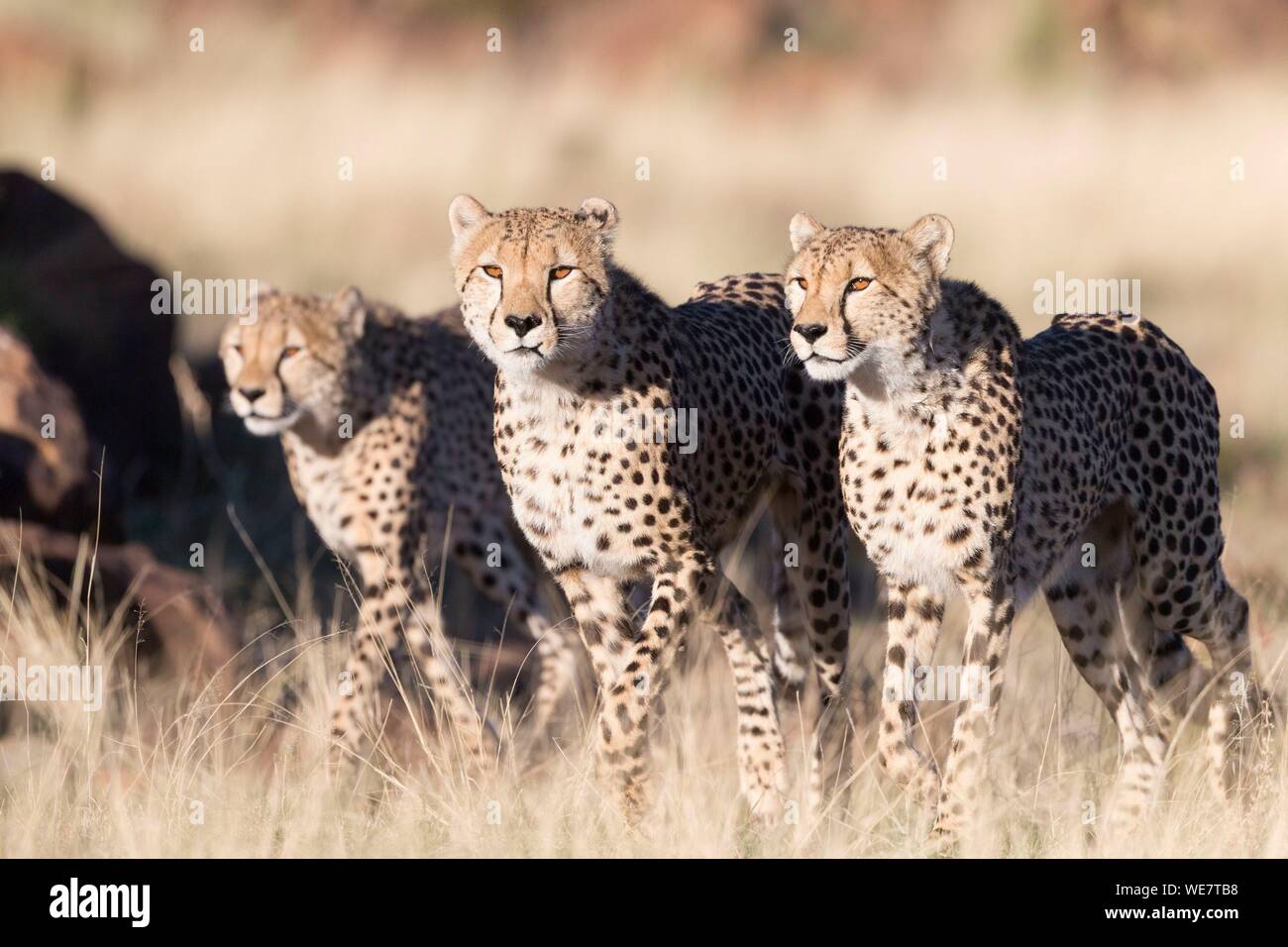 Südafrika, Private Reserve, Geparden (Acinonyx jubatus), Wandern Stockfoto