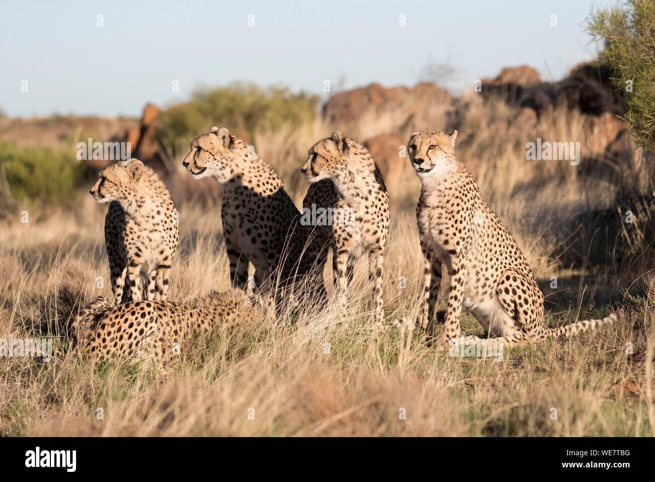 Südafrika, Private Reserve, Geparden (Acinonyx jubatus), Wandern Stockfoto