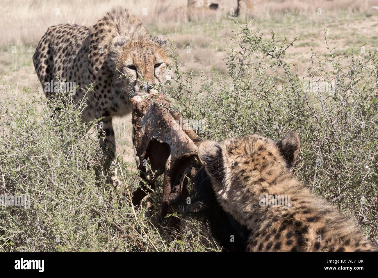 Südafrika, Private Reserve, Geparden (Acinonyx jubatus), Essen Stockfoto