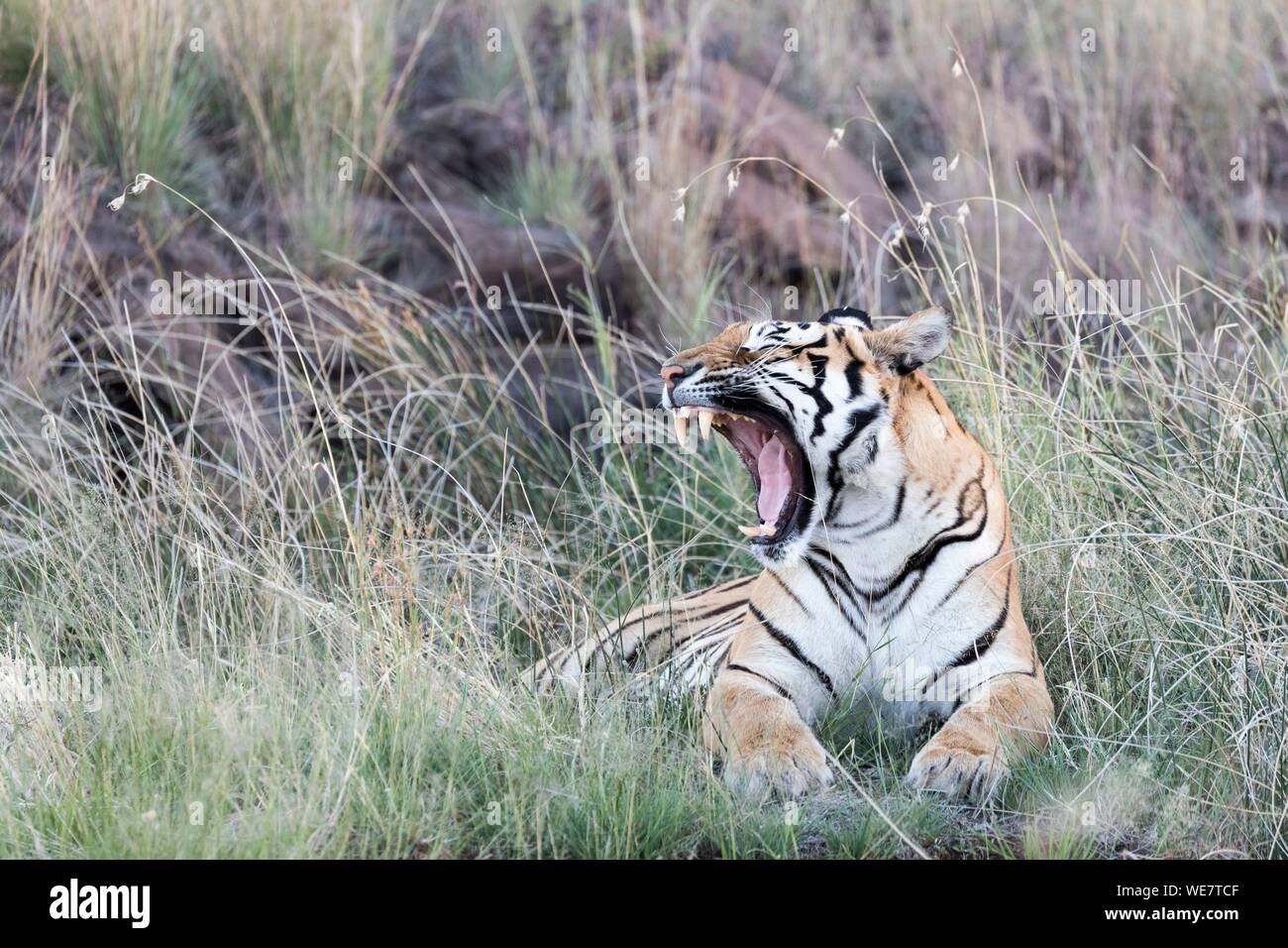 Südafrika, Private Reserve, Asiatische (Bengalen) Tiger (Panthera tigris tigris), Ruhen, Gähnen Stockfoto