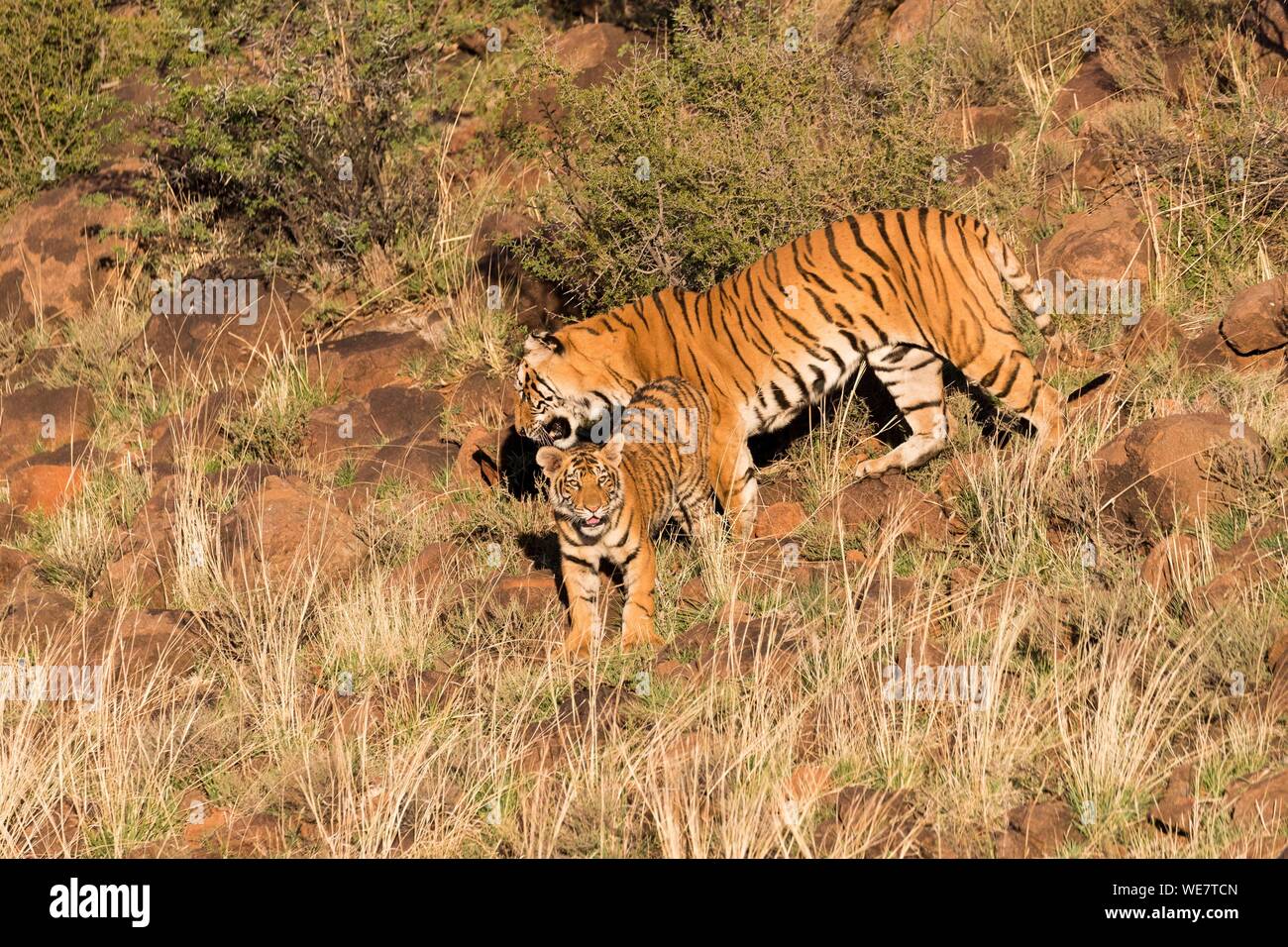 Südafrika, Private Reserve, Asiatische (Bengalen) Tiger (Panthera tigris tigris), Mutter zu Fuß mit Babys Stockfoto