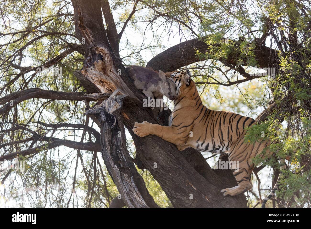 Tiger climbing a tree Fotos und Bildmaterial in hoher Auflösung Alamy
