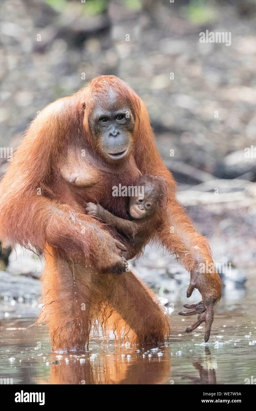 Indonesien, Borneo, Tanjung Puting Nationalpark, Bornesischen Orang-utan (Pongo pygmaeus Pygmaeus), erwachsenen Mann in der Nähe der Wasser des Sekonyer River Stockfoto