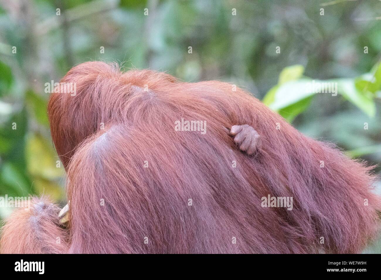 Indonesien, Borneo, Tanjung Puting Nationalpark, Bornesischen Orang-utan (Pongo pygmaeus Pygmaeus), erwachsene Frau mit einem Baby Stockfoto