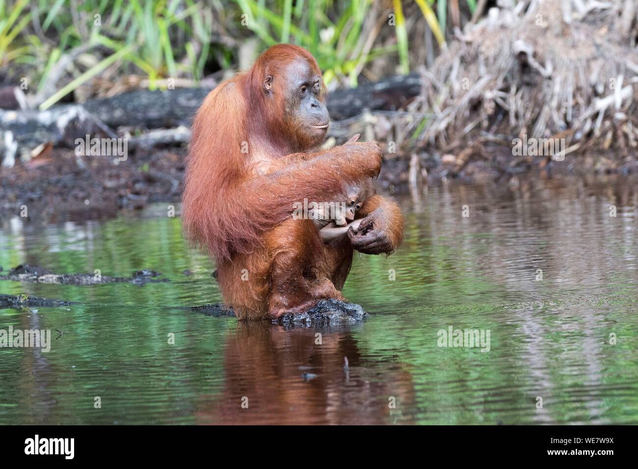Indonesien, Borneo, Tanjung Puting Nationalpark, Bornesischen Orang-utan (Pongo pygmaeus Pygmaeus), erwachsene Frau mit einem Baby in der Nähe der Wasser des Sekonyer River Stockfoto