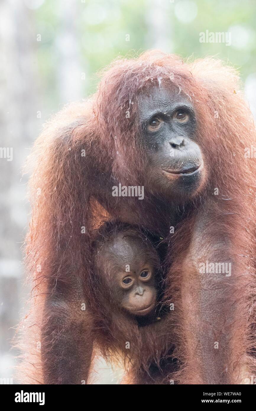 ein-erwachsener-weiblicher-orang-utan-fotos-und-bildmaterial-in-hoher