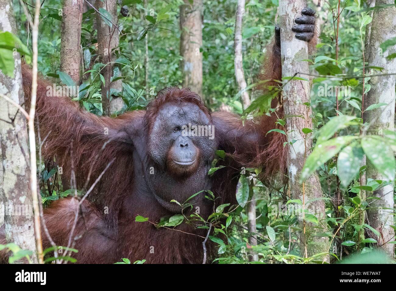 Indonesien, Borneo, Tanjung Puting Nationalpark, Bornesischen Orang-utan (Pongo pygmaeus Pygmaeus), erwachsenen männlichen Stockfoto