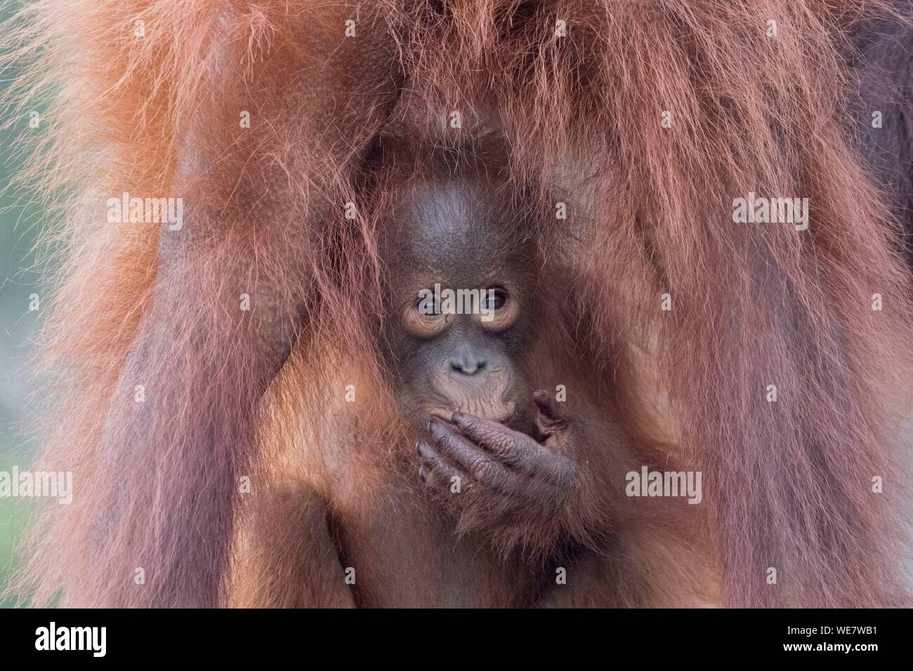Indonesien, Borneo, Tanjung Puting Nationalpark, Bornesischen Orang-utan (Pongo pygmaeus Pygmaeus), erwachsene Frau mit einem Baby, Detail Stockfoto