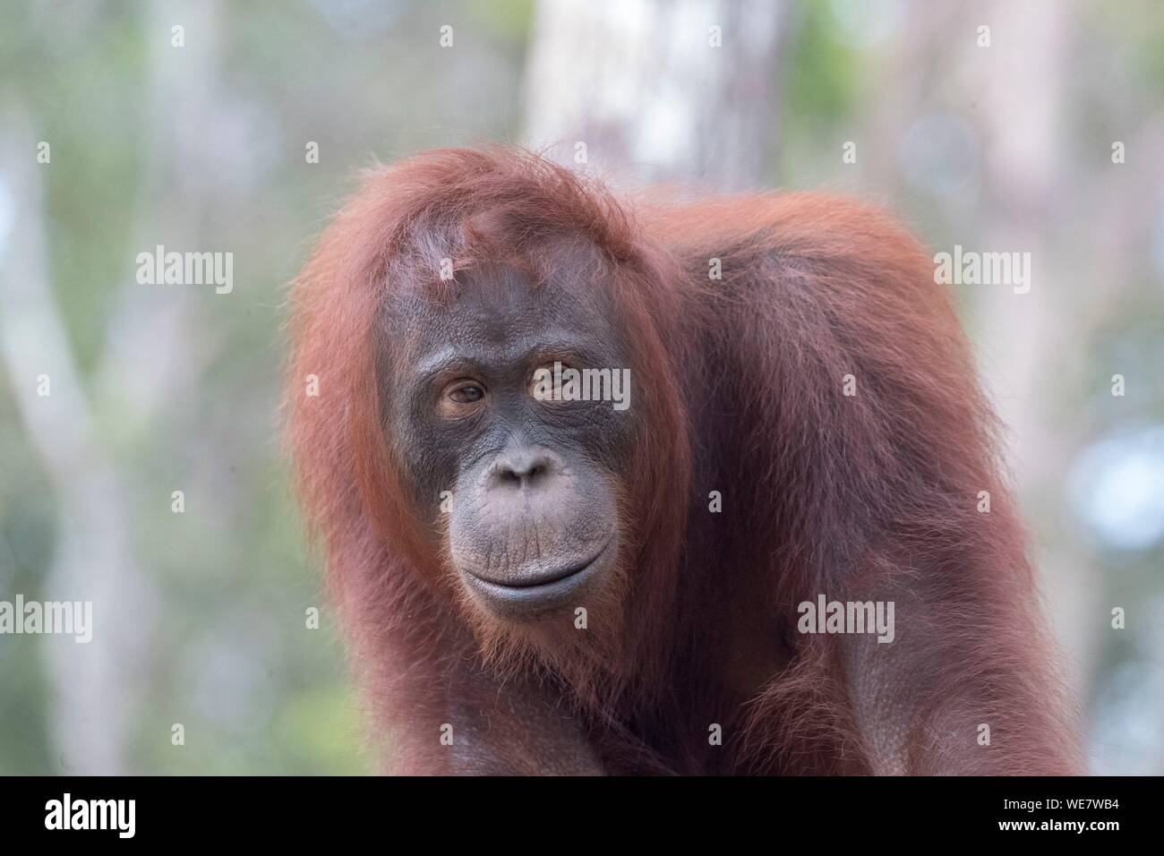 Indonesien, Borneo, Tanjung Puting Nationalpark, Bornesischen Orang-utan (Pongo pygmaeus Pygmaeus), erwachsene Weibchen allein Stockfoto