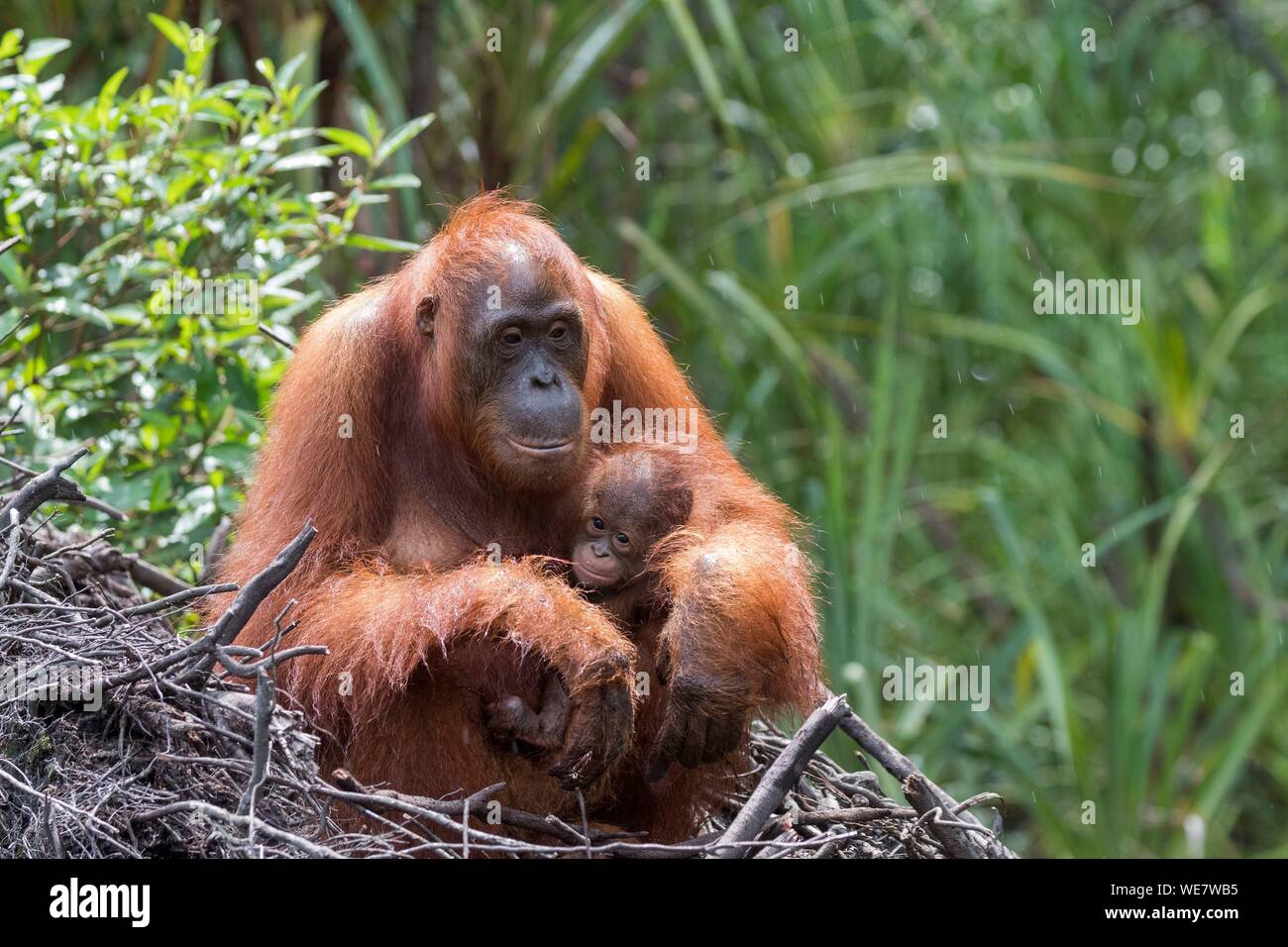 Indonesien, Borneo, Tanjung Puting Nationalpark, Bornesischen Orang-utan (Pongo pygmaeus Pygmaeus), erwachsene Frau mit einem Baby in der Nähe der Wasser des Sekonyer River Stockfoto