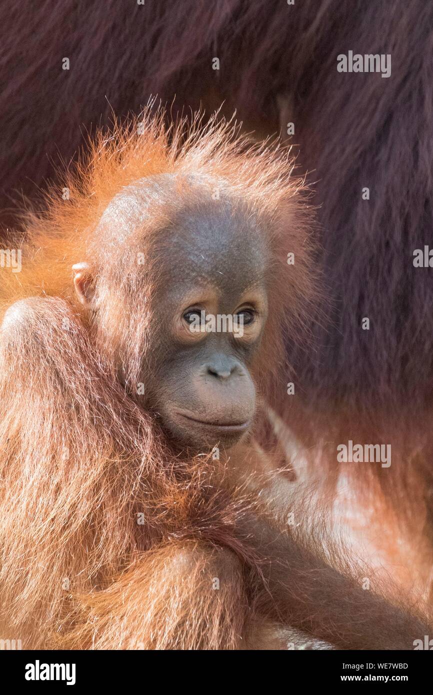 Indonesien, Borneo, Tanjung Puting Nationalpark, Bornesischen Orang-utan (Pongo pygmaeus Pygmaeus), erwachsene Frau mit einem Baby, Detail Stockfoto
